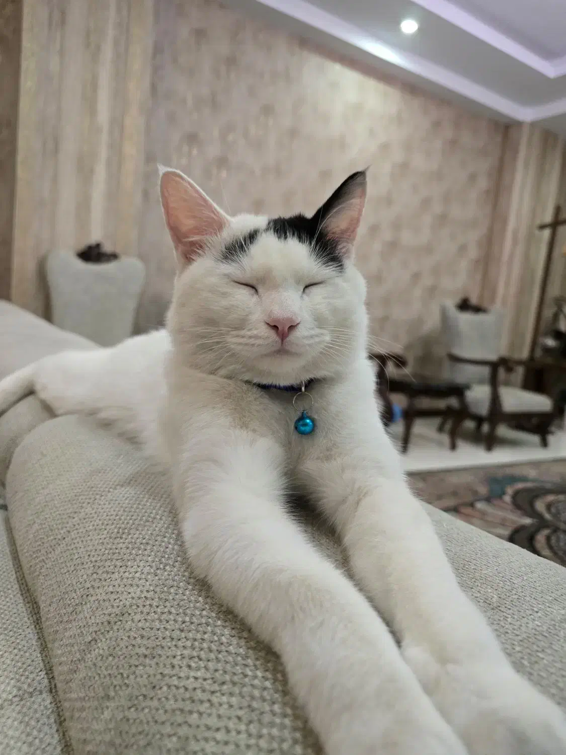 گربه نر یکساله|گربه|شهریار, شهریار|دیوار