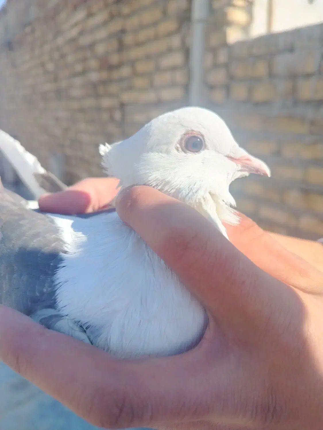 کفتر|پرنده|اصفهان, ارزنان|دیوار