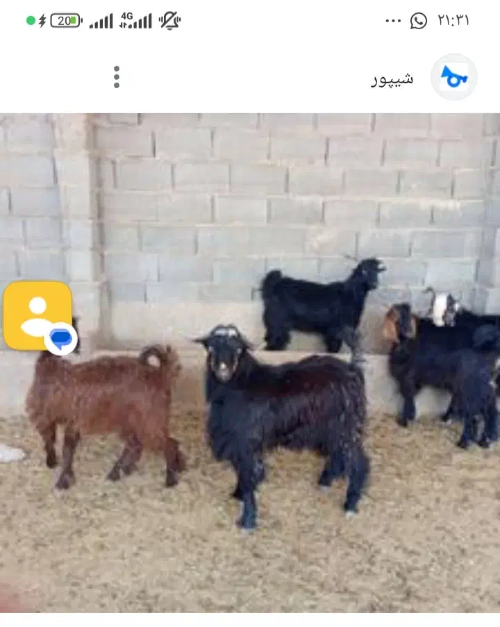 فروش کهره و بره|حیوانات مزرعه|نیریز, |دیوار