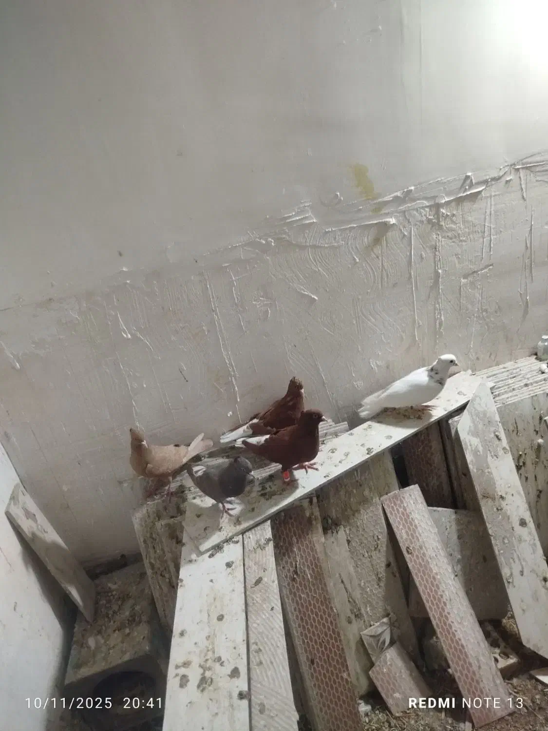 چند عدد کبوتر رنگی دم سفید|پرنده|خرم‌آباد, |دیوار