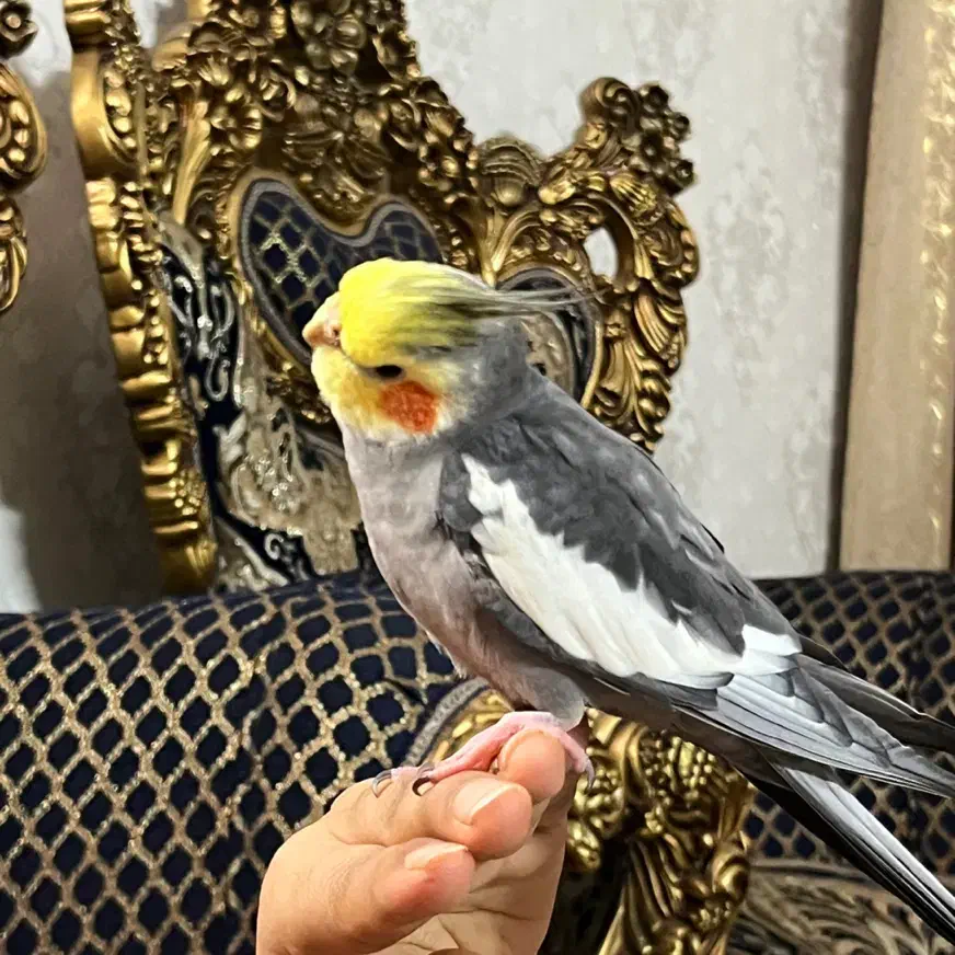 عروس گمشده|حیوانات|شاهدشهر, |دیوار