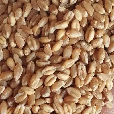 بذر گندم پیشگام|خدمات باغبانی و درختکاری|سراب, |دیوار