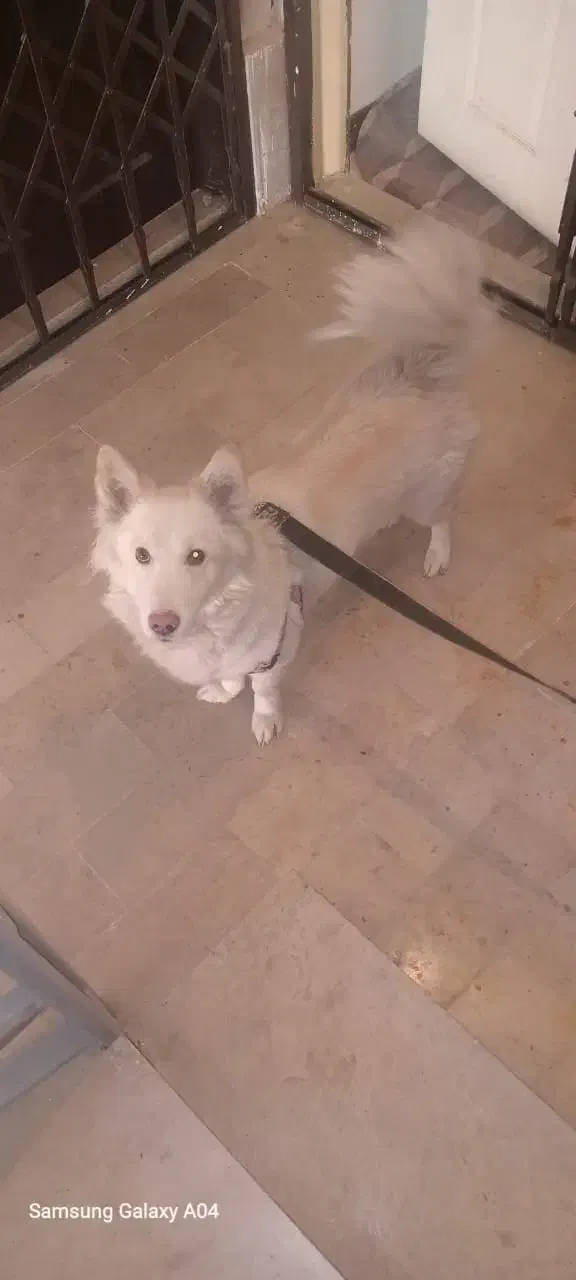 سگ پامر|سگ|پرند, فاز ۳|دیوار