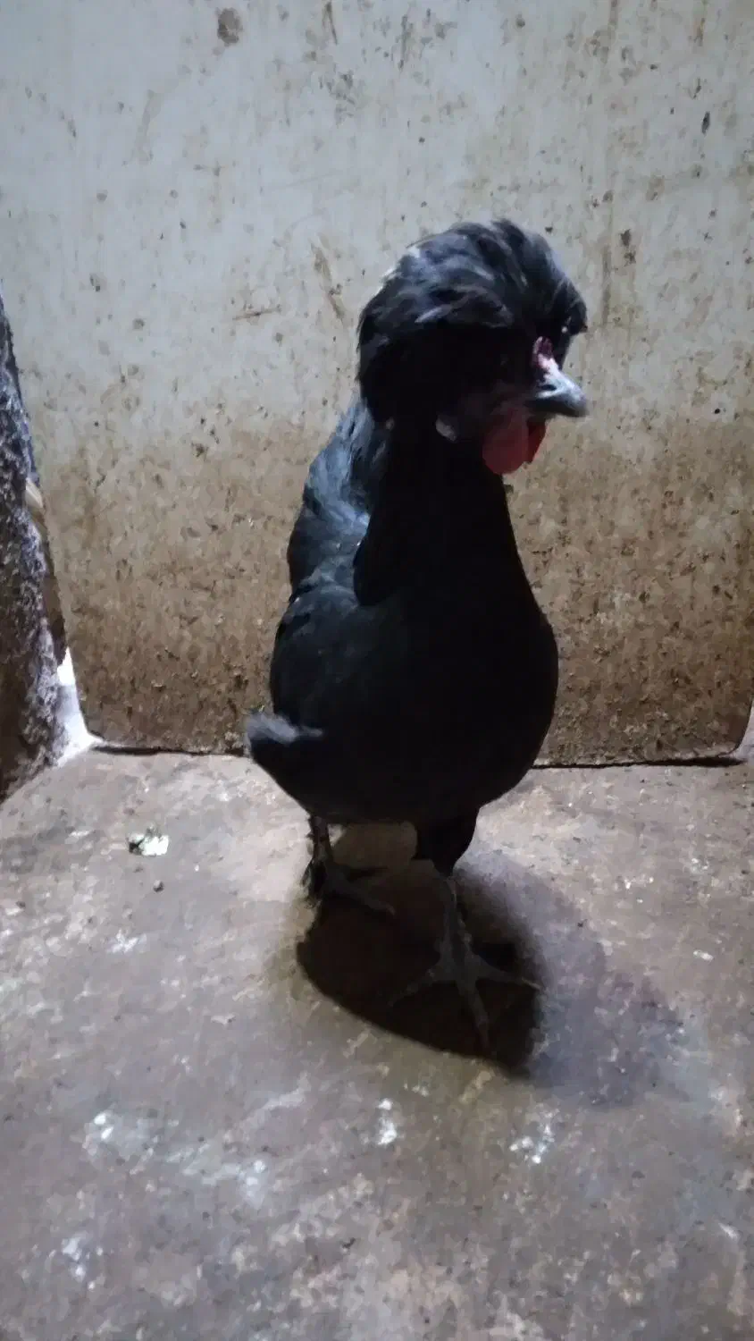 ۱عدد مرغ تازه به تخم ۱عدد خروس جوان ۲عدد مرغ محلی|حیوانات مزرعه|مشهد, سجادیه|دیوار