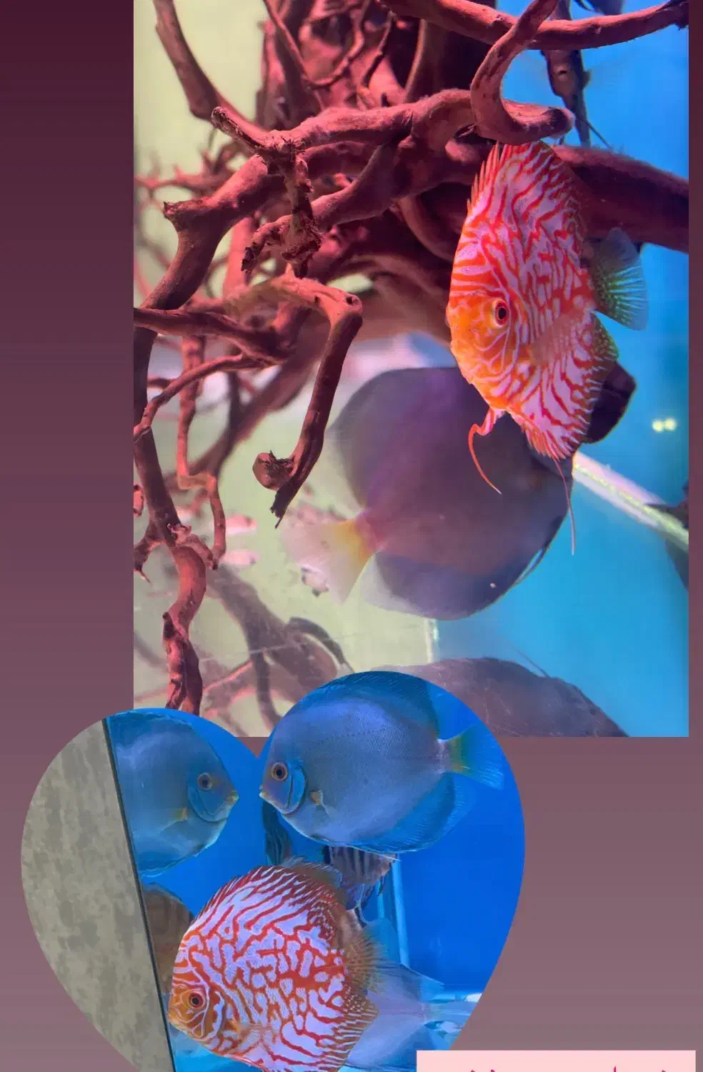 دیسکس ۴ عدد مولد|ماهی|تبریز, |دیوار