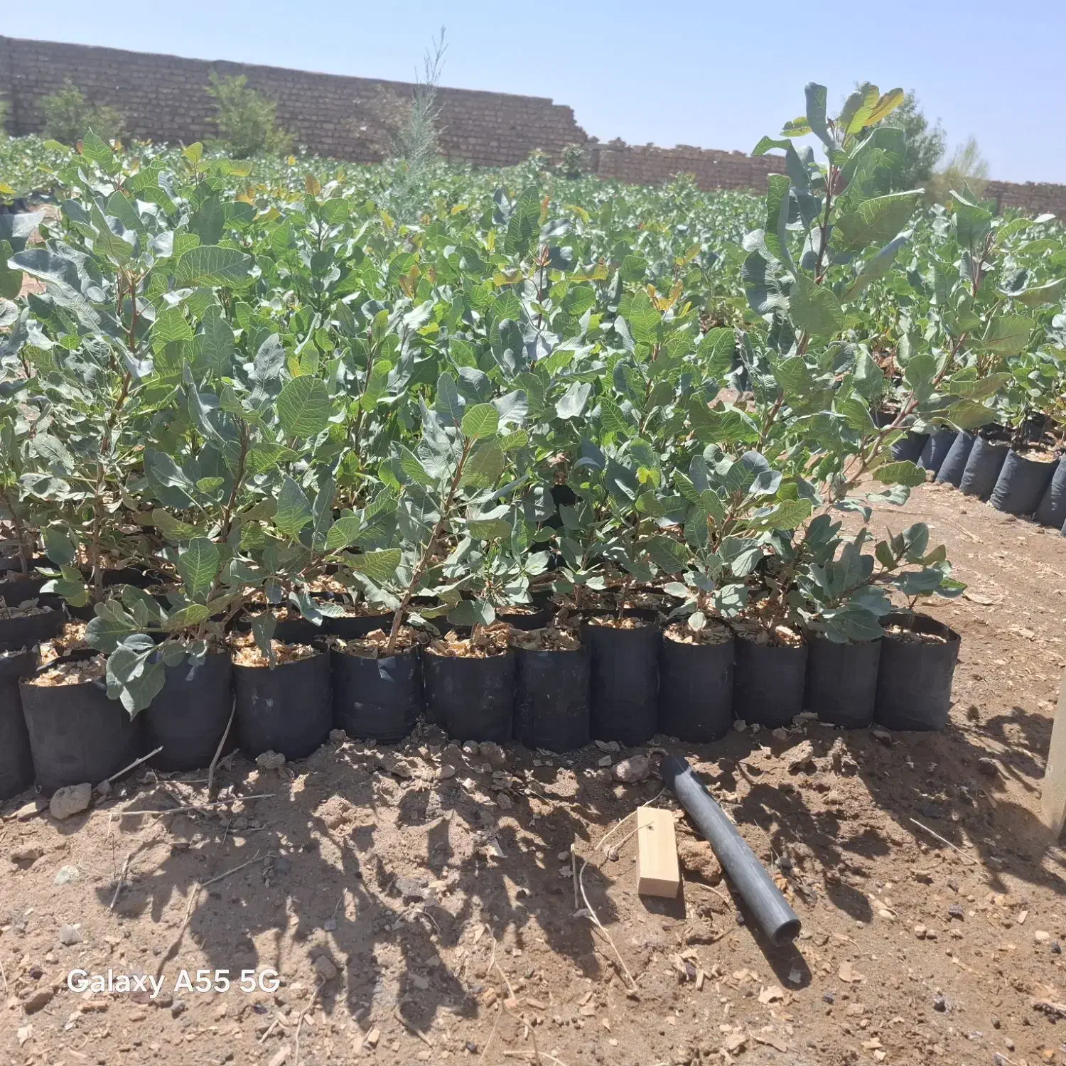 توضیح نهال پسته بادام انار|خدمات باغبانی و درختکاری|زرندیه, |دیوار