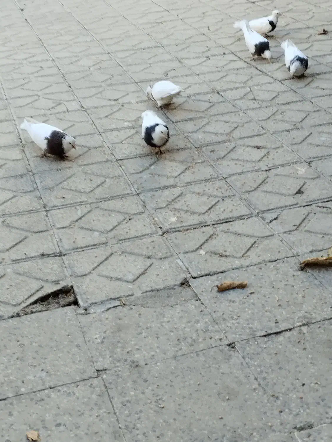 تعداد 17تا کبوتر طوقی|پرنده|یاسوج, |دیوار