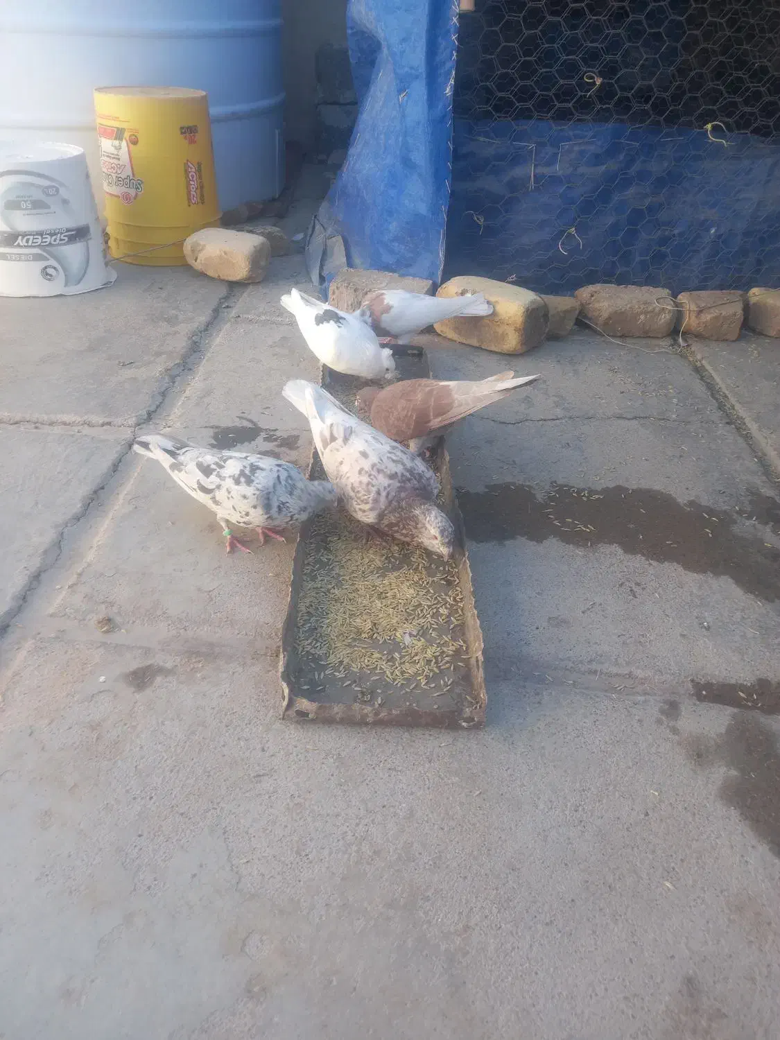 کفتر بهبهونی و پلاکی|پرنده|سیدان, |دیوار