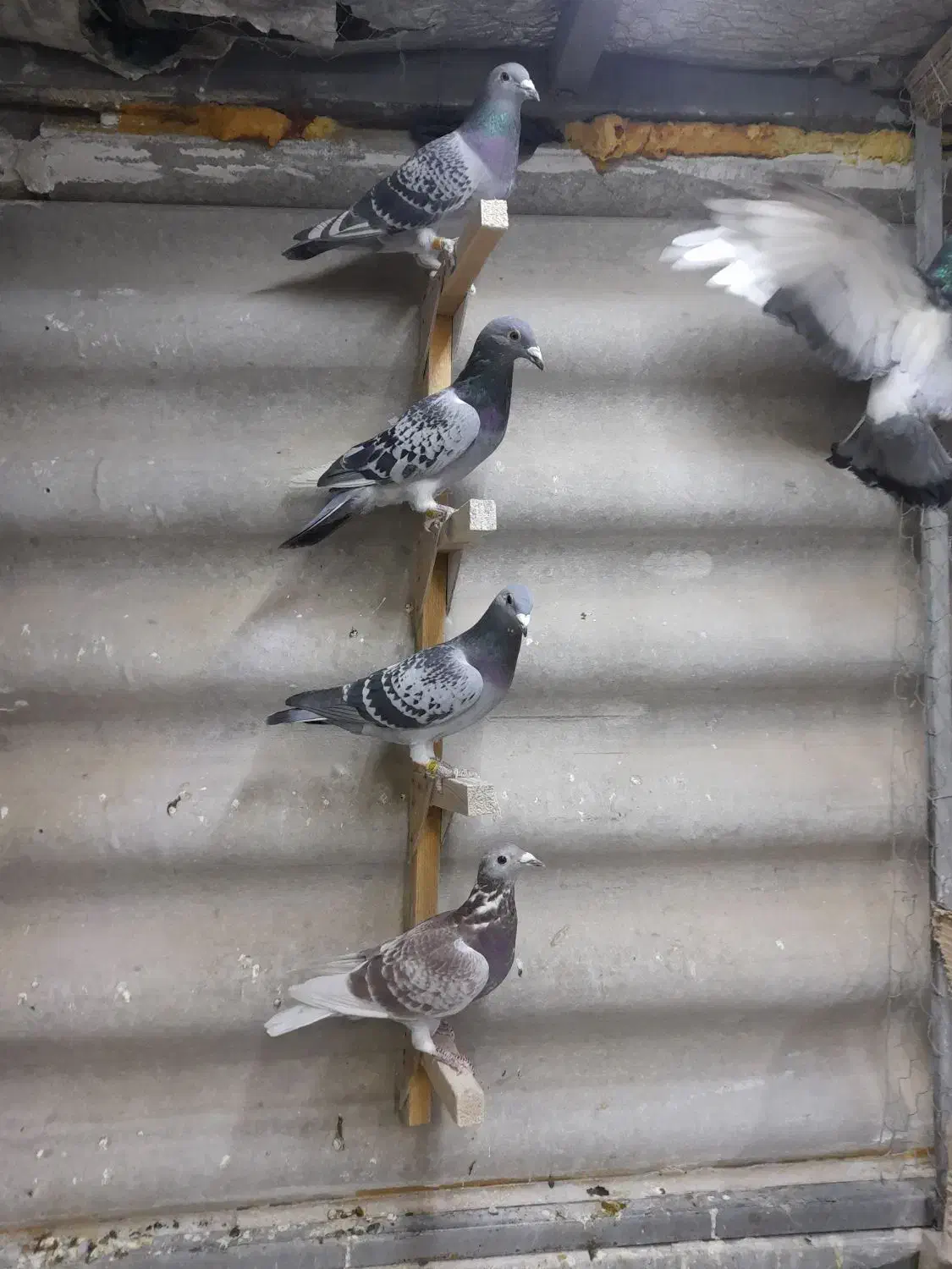 کفترآلمانی کفترپلاکی کفترمسافتی|پرنده|تهران, مسعودیه|دیوار