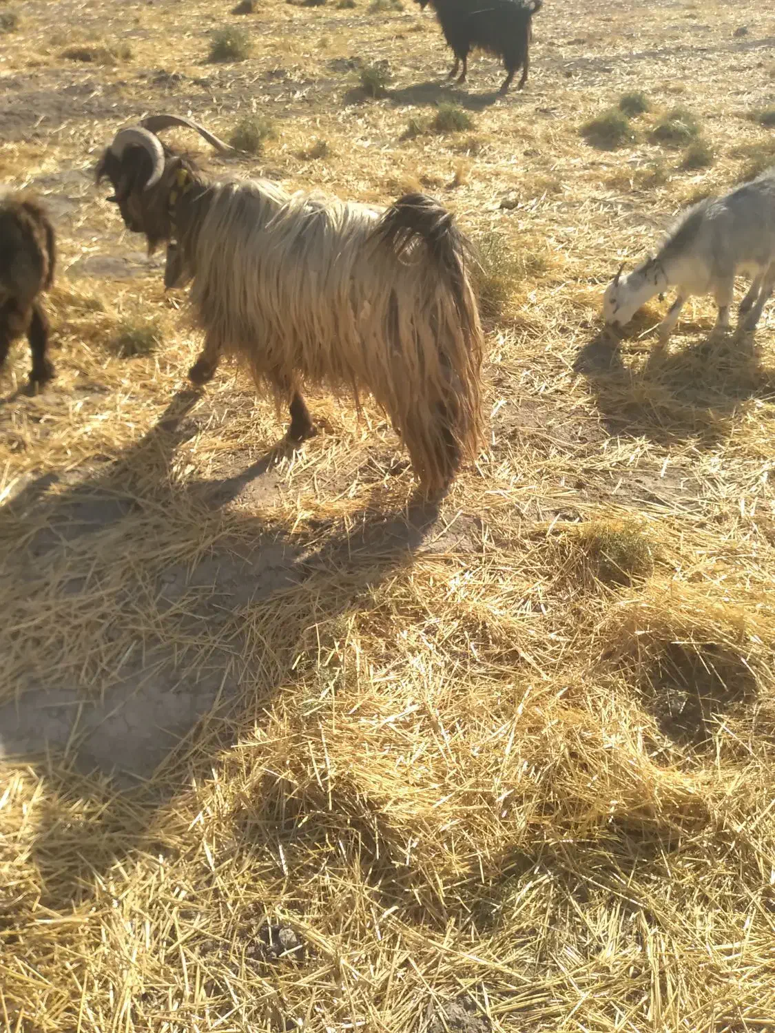 دوبراخته جلورونترس|حیوانات مزرعه|ایذه, |دیوار