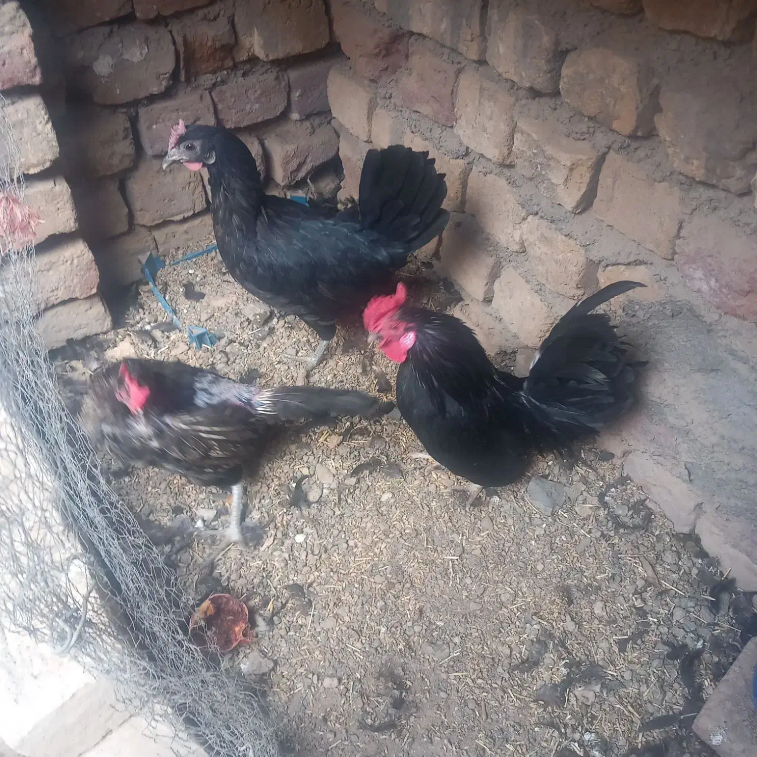 مرغ و خروس|حیوانات مزرعه|ساوه, |دیوار