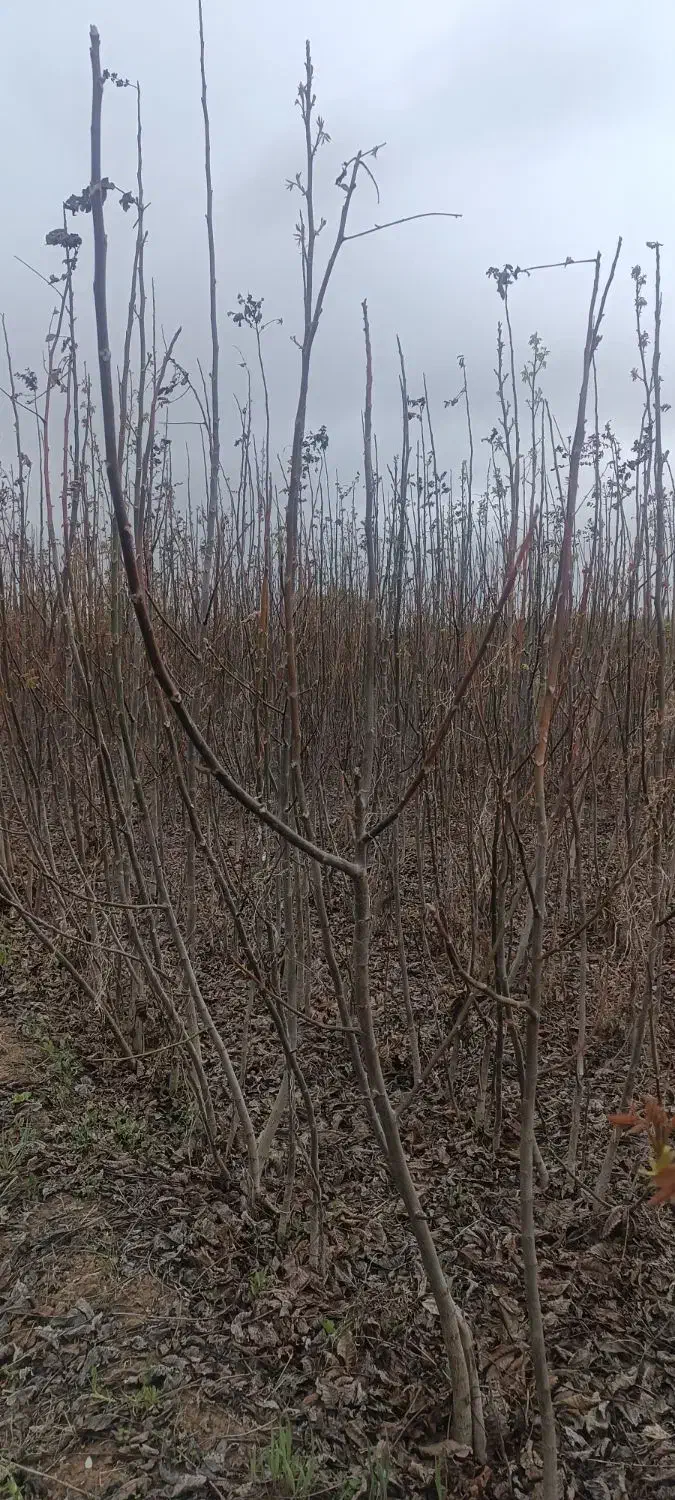 نهال های گردو (تخم مرغی ـچندلر) و نهال گیلاس|خدمات باغبانی و درختکاری|میاندوآب, |دیوار