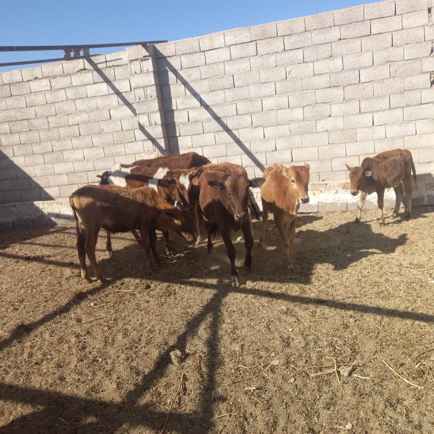 گوساله . گاو .تلیسه|حیوانات مزرعه|میمه, |دیوار