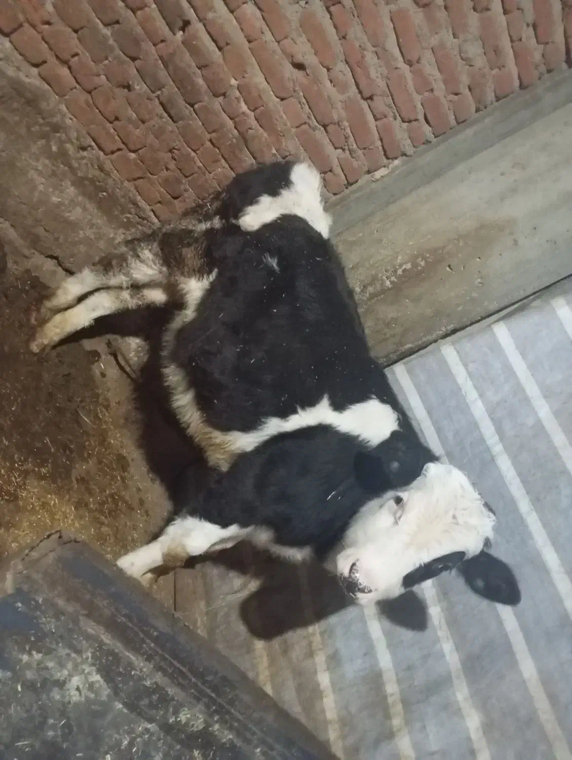 گاو ۹ ماه نر|حیوانات مزرعه|سراجو, |دیوار