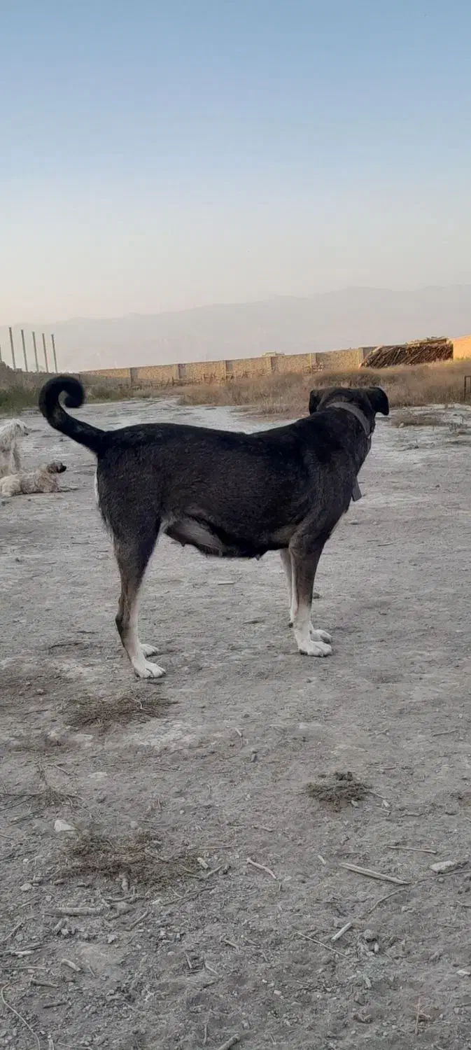 سگ پژدر ماده|سگ|چهاردانگه (تهران), |دیوار