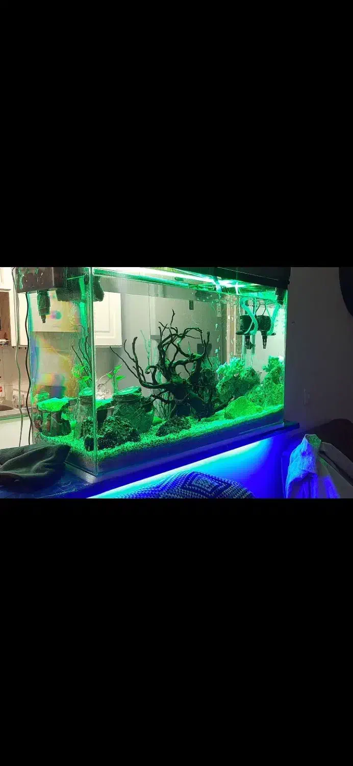 اکواریوم حرفه ای|ماهی|زنجان, |دیوار