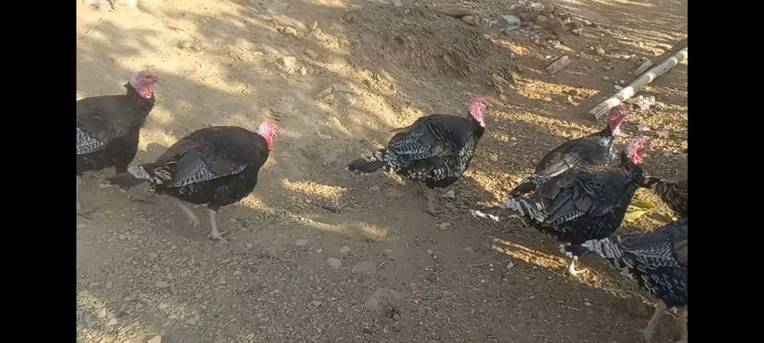 قه لی طبیعی|حیوانات مزرعه|ننور, |دیوار