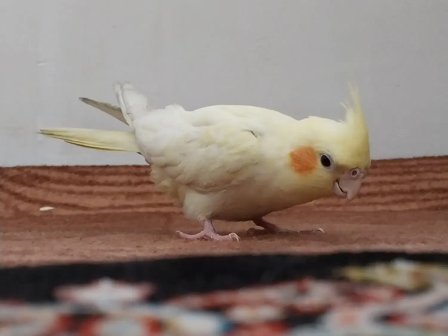 عروس هلندی|پرنده|اردبیل, |دیوار