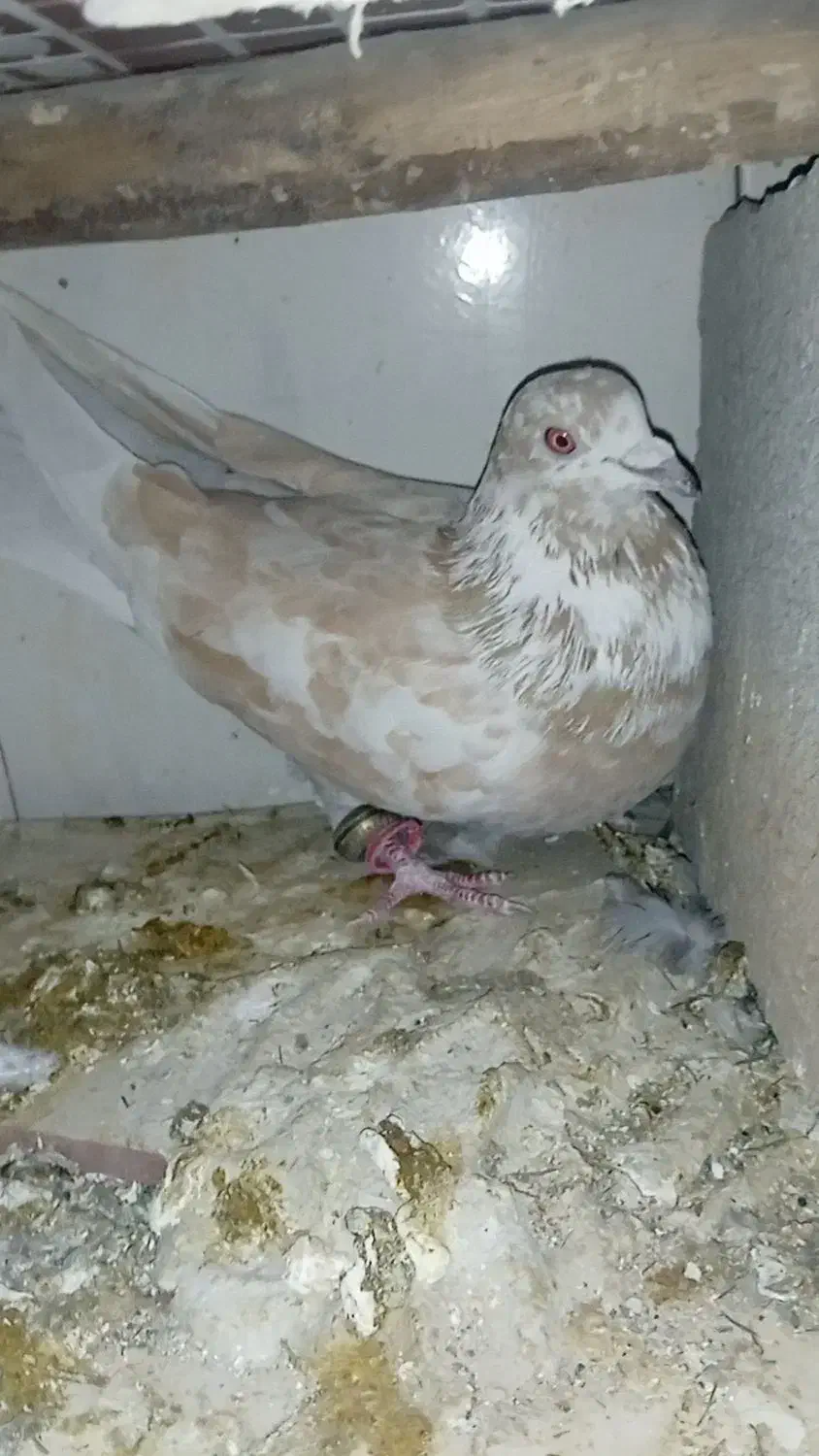 مرغ‌معاوضه‌کبوتر‌با.مرغ|پرنده|بابا حیدر, |دیوار