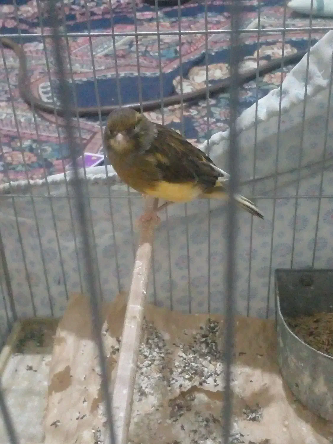 قناری ماده معامله|پرنده|فسا, |دیوار