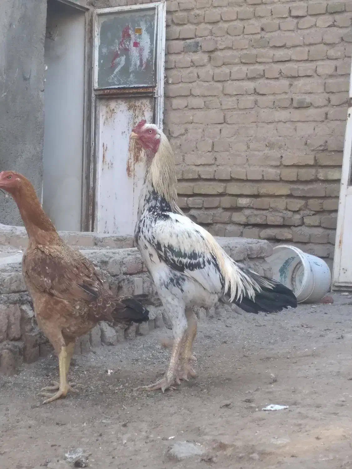 خروس لاری|حیوانات مزرعه|تبریز, |دیوار