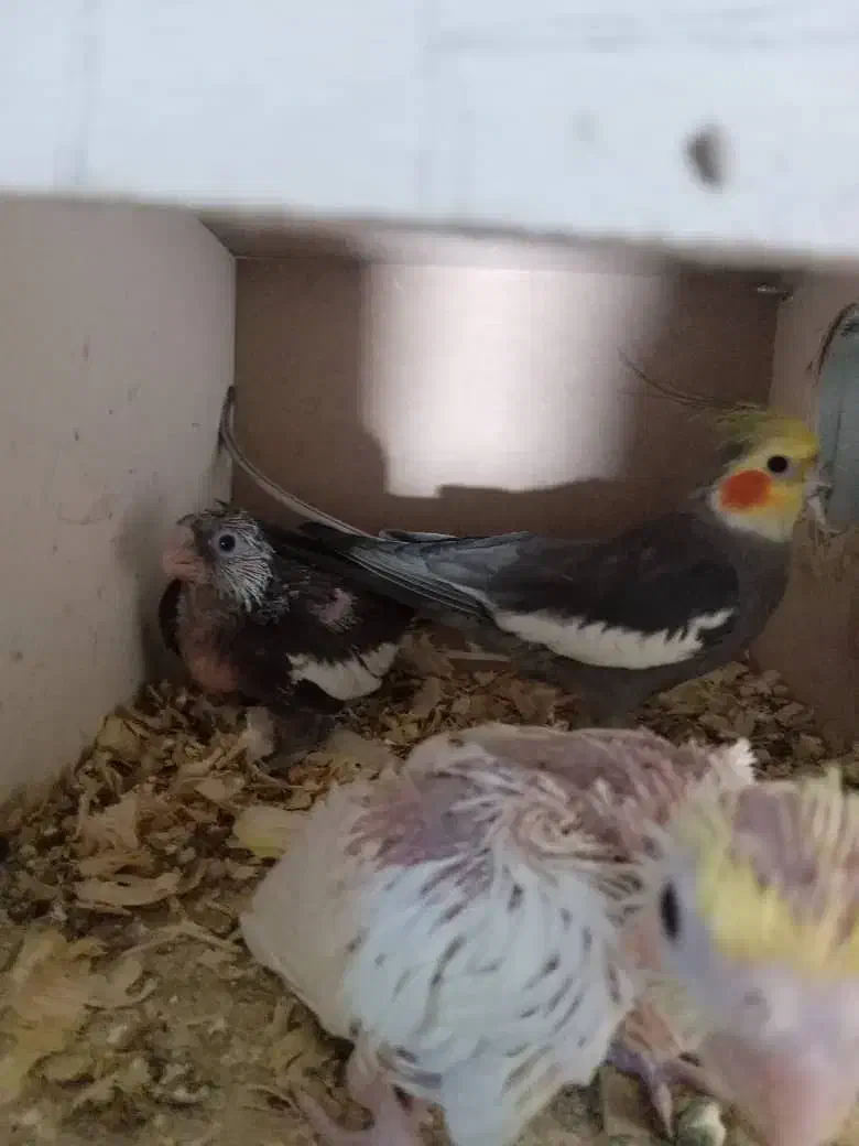 دو تا جوجه طوطی عروس هلندی|پرنده|فریدون‌کنار, |دیوار