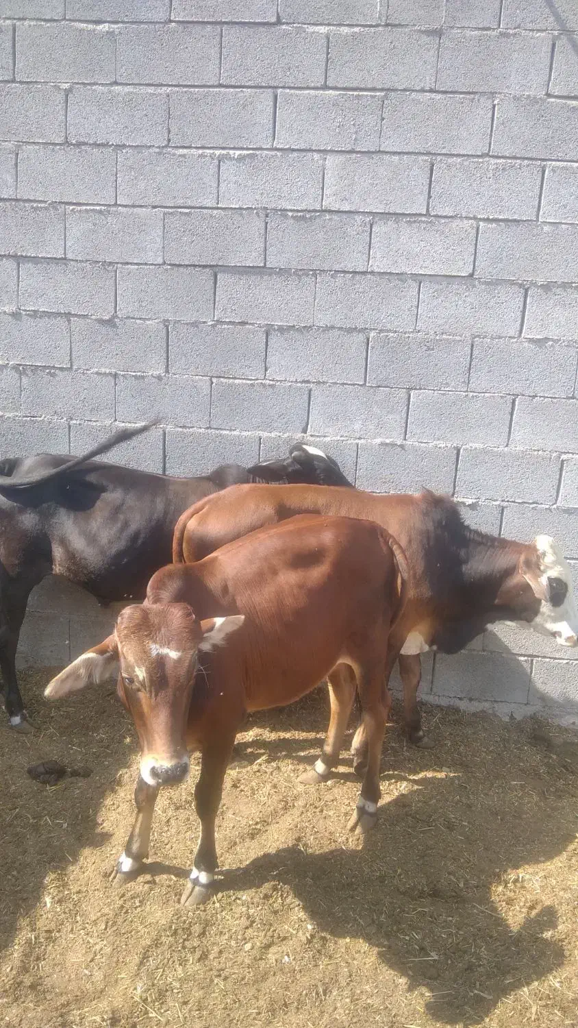 گاو نر|حیوانات مزرعه|بندرعباس, |دیوار