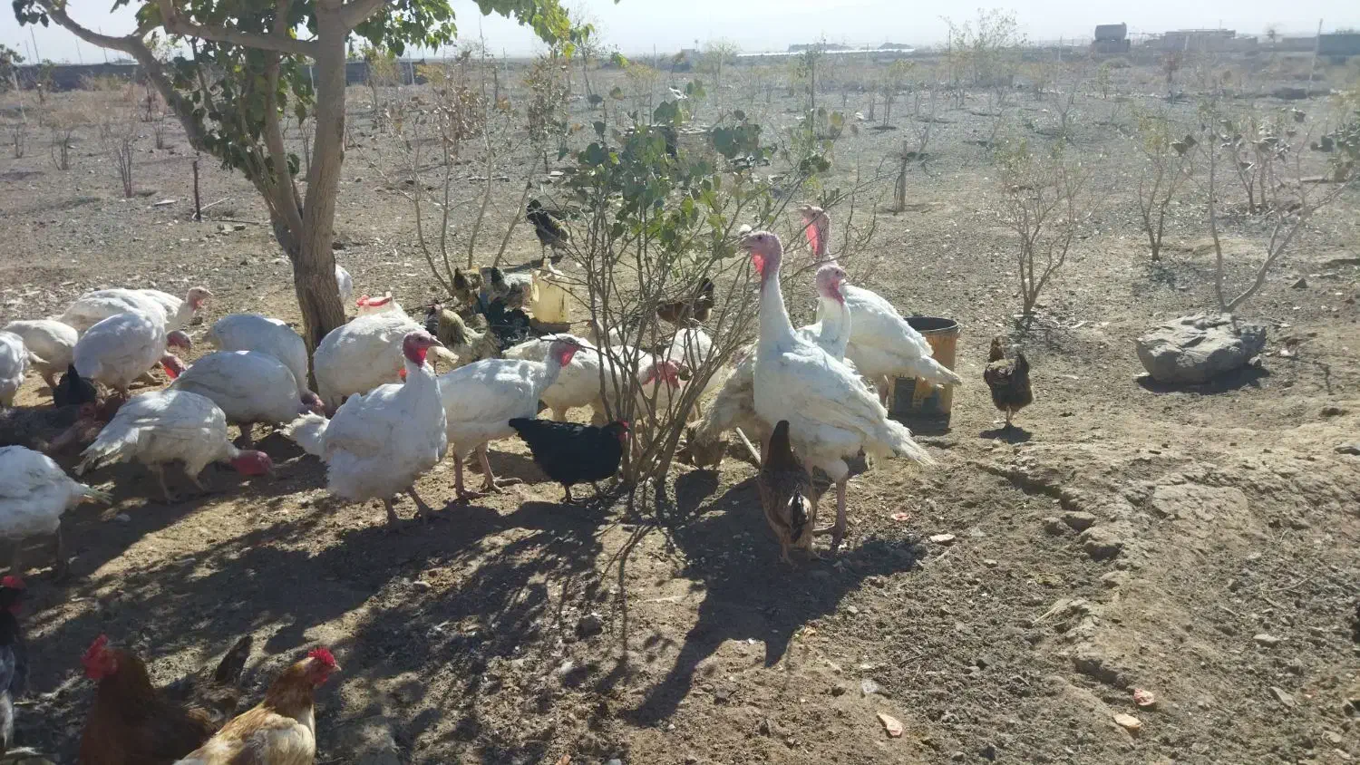 بوقلمون|حیوانات مزرعه|سبزوار, توحیدشهر|دیوار