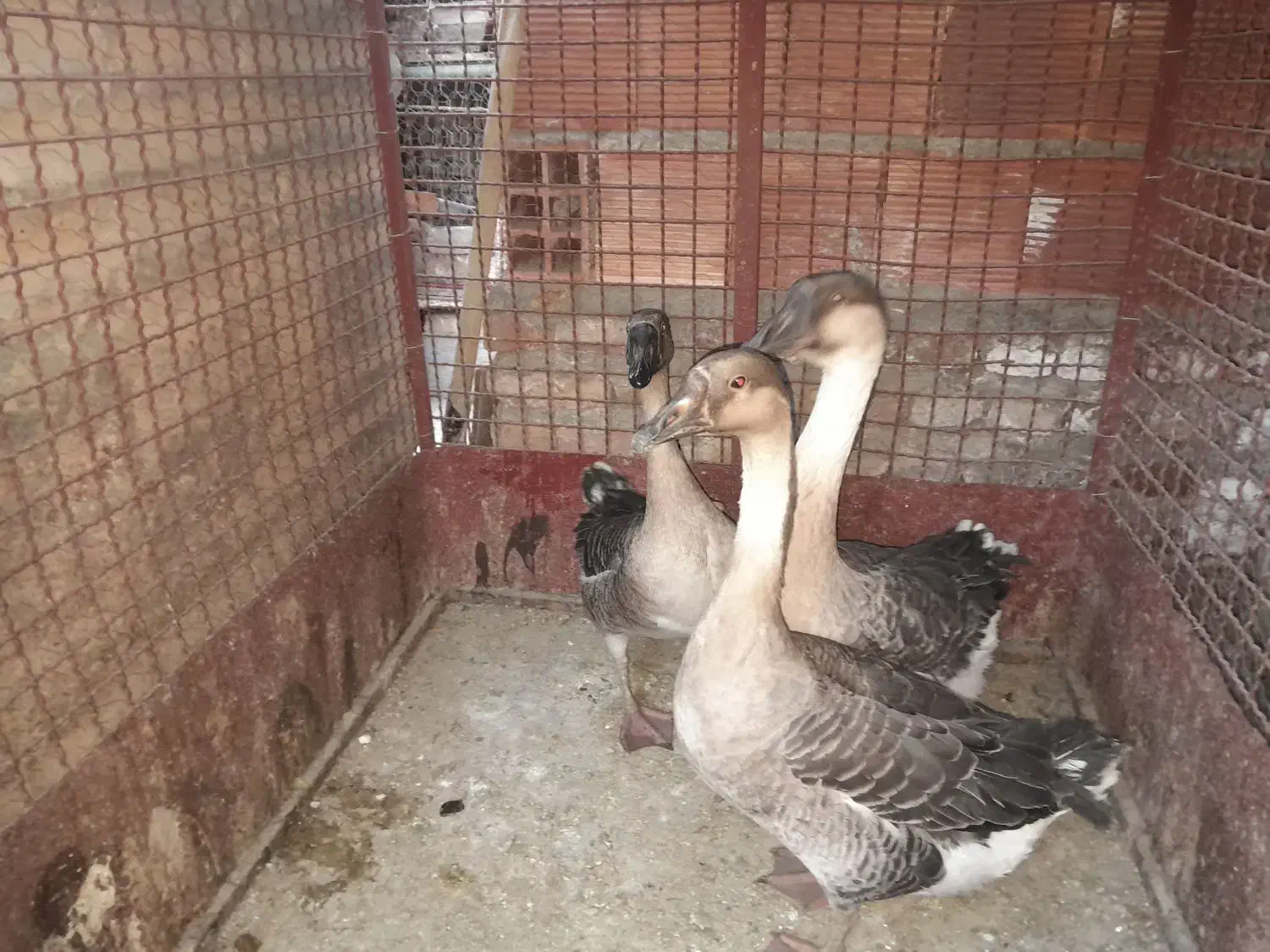 قو غاز آفریقایی|حیوانات مزرعه|رفسنجان, |دیوار