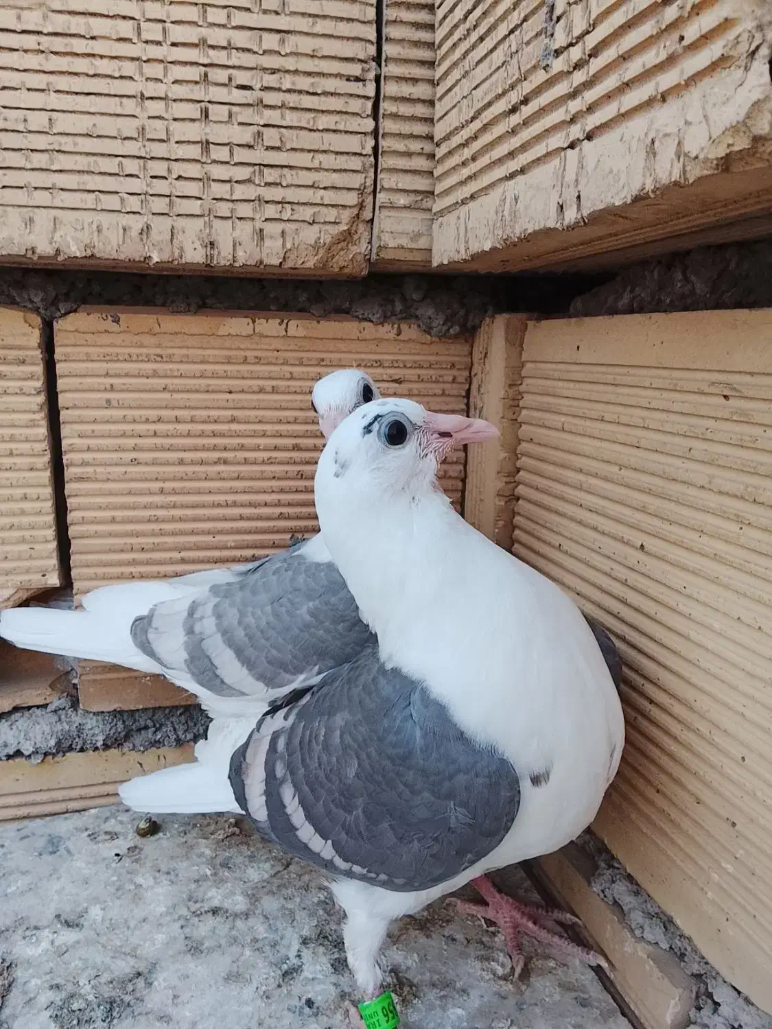 دوکت خطی|پرنده|شوشتر, |دیوار