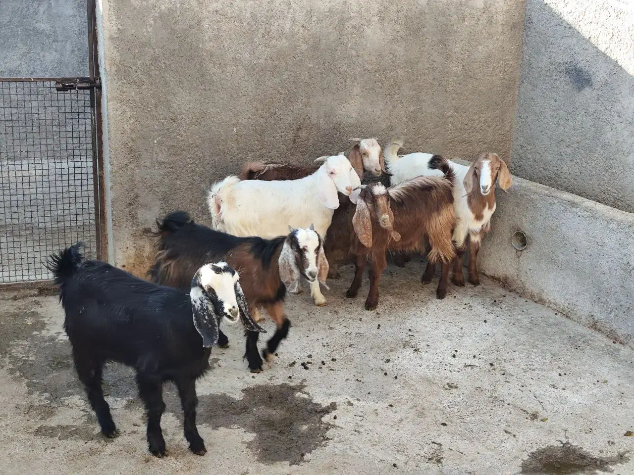 بزغاله نر ماده|حیوانات مزرعه|سنقر, |دیوار