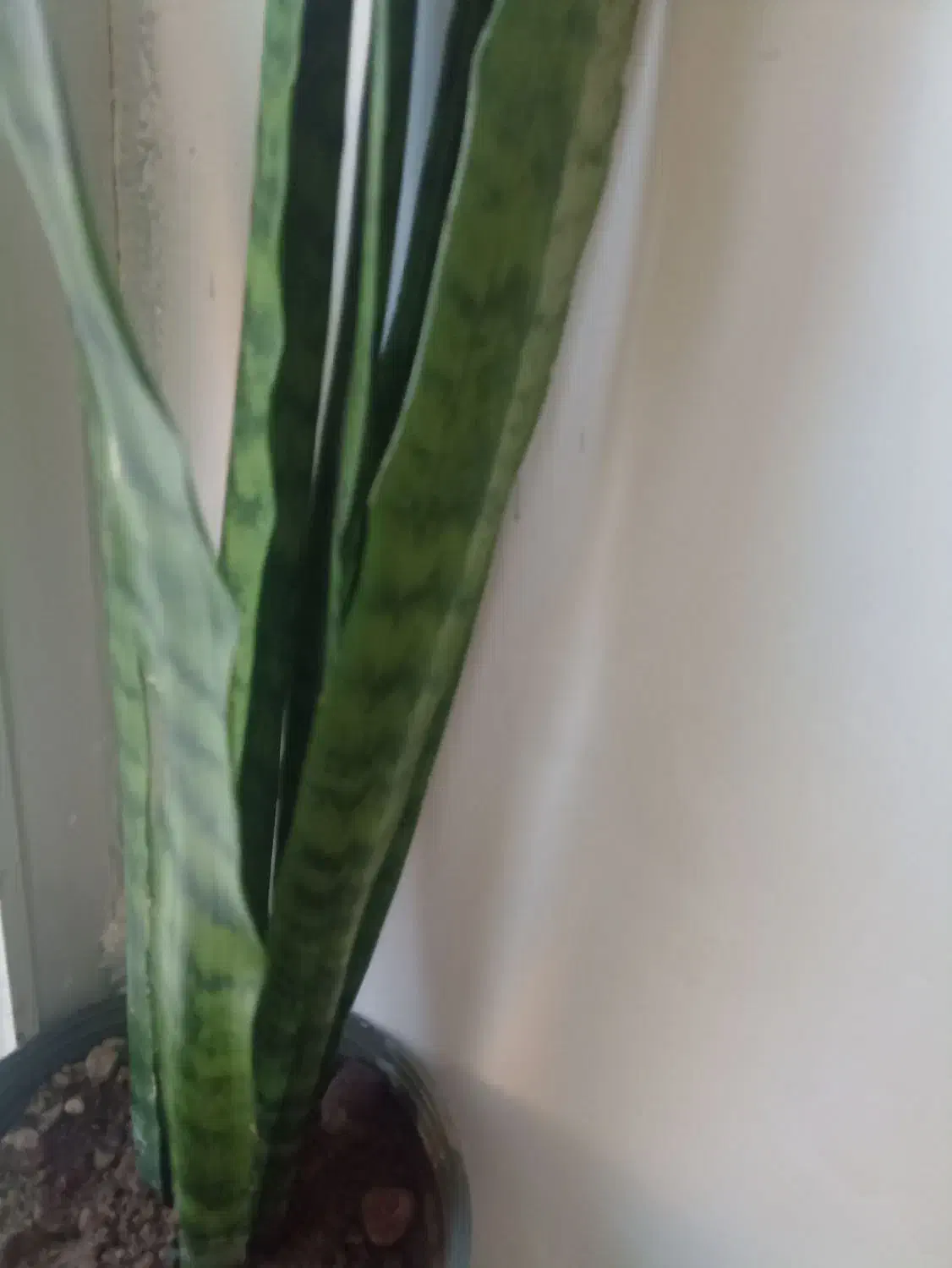 انواع گل|گل و گیاه طبیعی|فیرورق, |دیوار