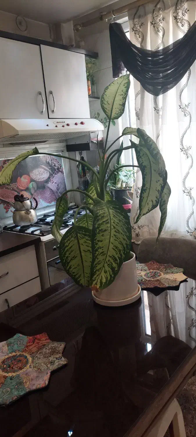 گل دیفن باخیا|گل و گیاه طبیعی|تهران, افسریه جنوبی|دیوار