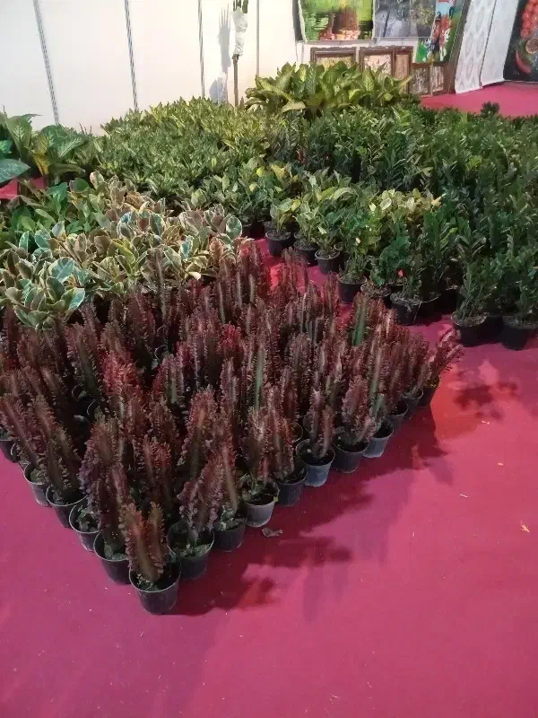 فروشندگی در نمایشگاه بین‌المللی ارومیه پارک جنگلی|استخدام بازاریابی و فروش|ارومیه, |دیوار