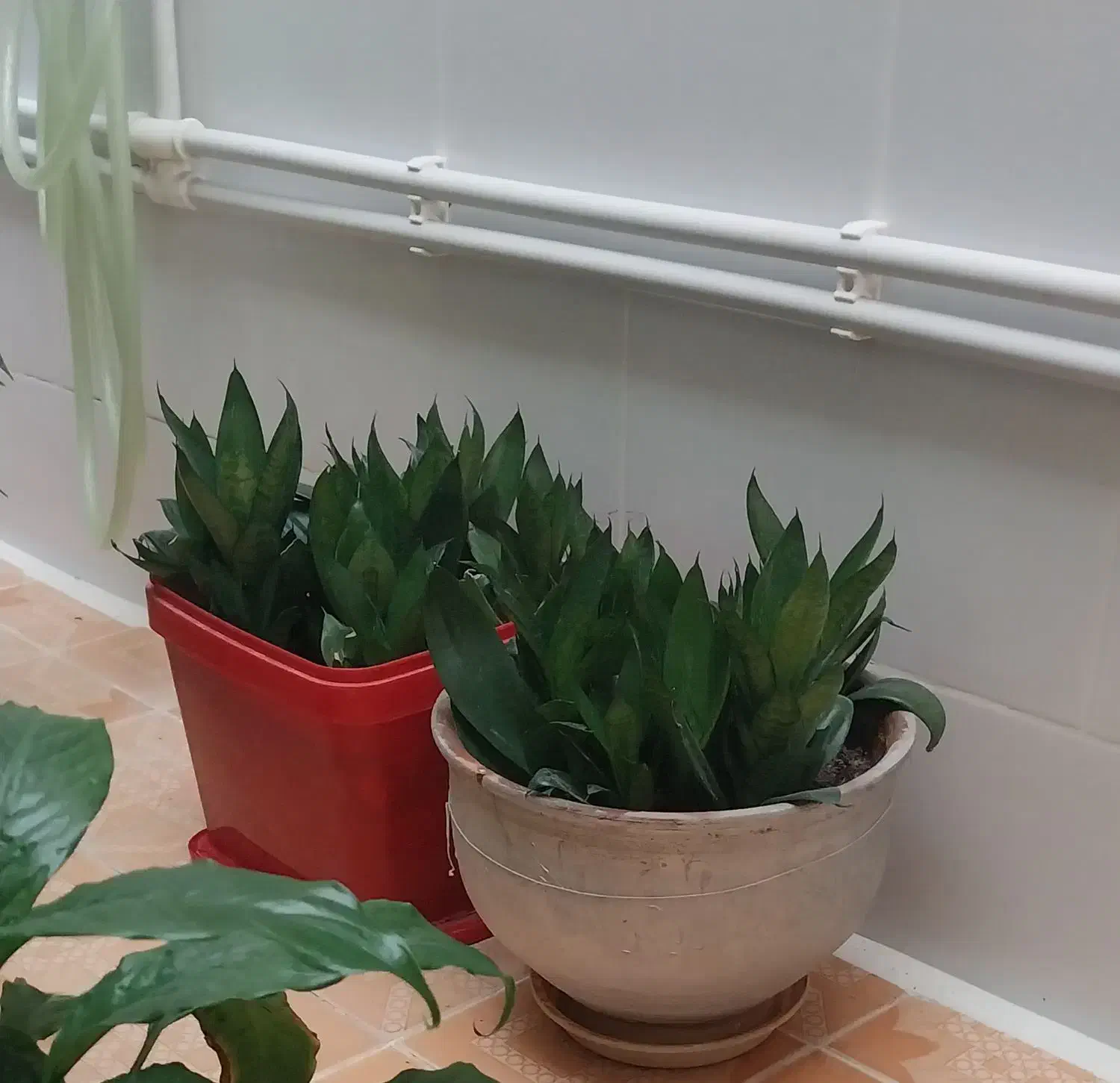 انواع گل‌های شاداب خانگی زیبا با قیمت مناسب|گل و گیاه طبیعی|کرمانشاه, |دیوار