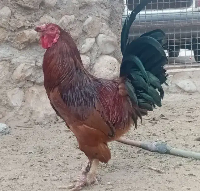 فروش نزار چاق چاق و خروس|حیوانات مزرعه|رویدر, |دیوار