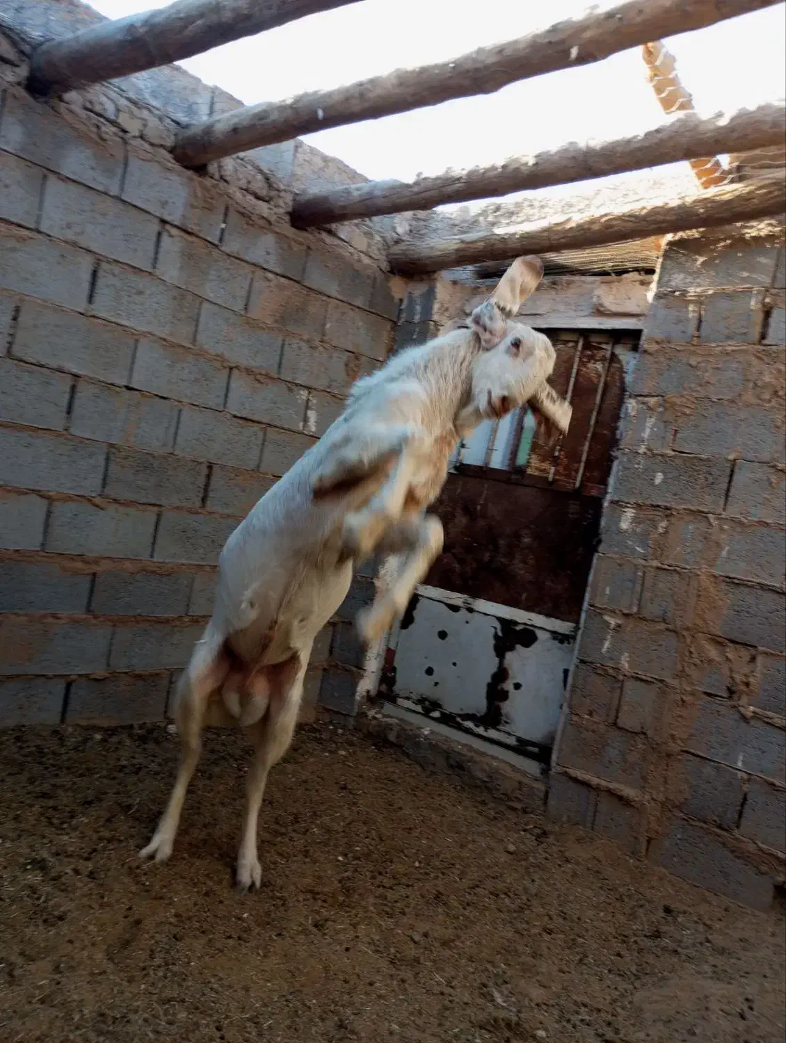 تکه جوان|حیوانات مزرعه|خواف, |دیوار