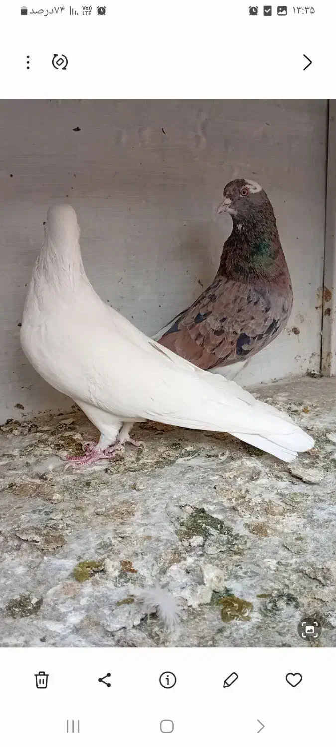 کبوترهماسرور|پرنده|کهریزک, |دیوار