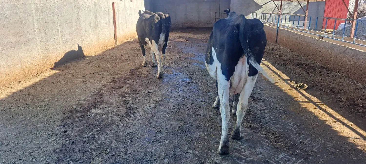 گاو شیری|حیوانات مزرعه|بلبان آباد, |دیوار