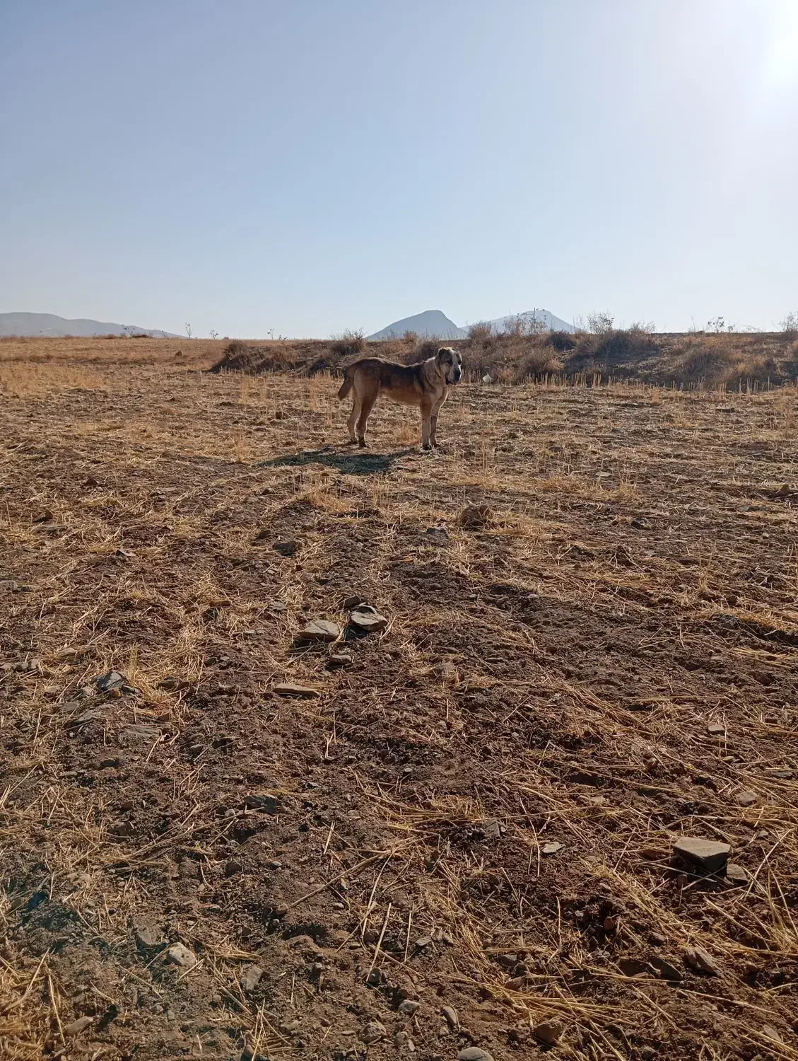 سگ آلابای اصیل|سگ|شازند, |دیوار