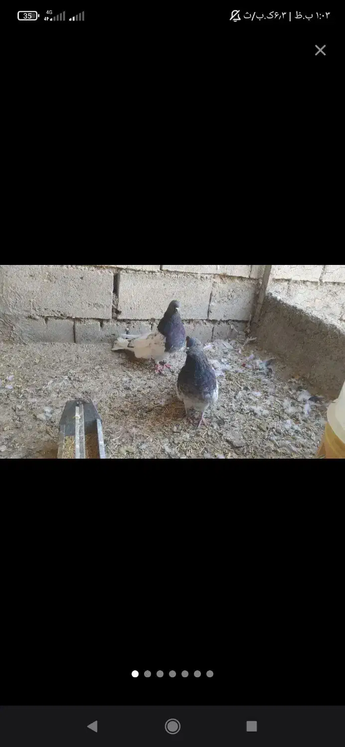 کبوتر کله ای|پرنده|لیلان, |دیوار