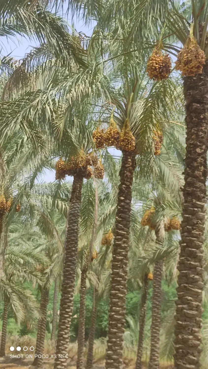 قطع نخل و انواع درختان به صورت توافقی|خدمات باغبانی و درختکاری|آبپخش, |دیوار