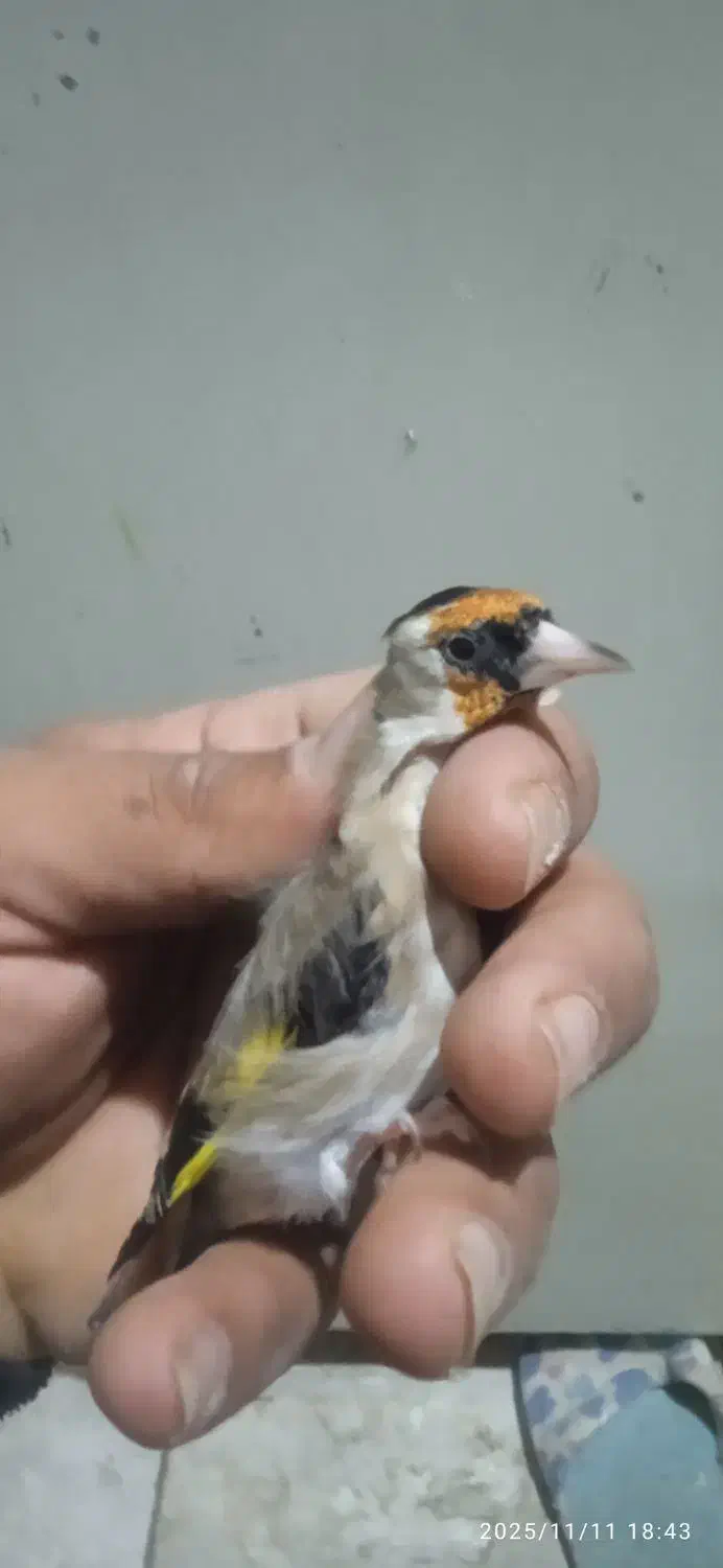 فروش 25عدد سره فروشی|پرنده|ملایر, |دیوار