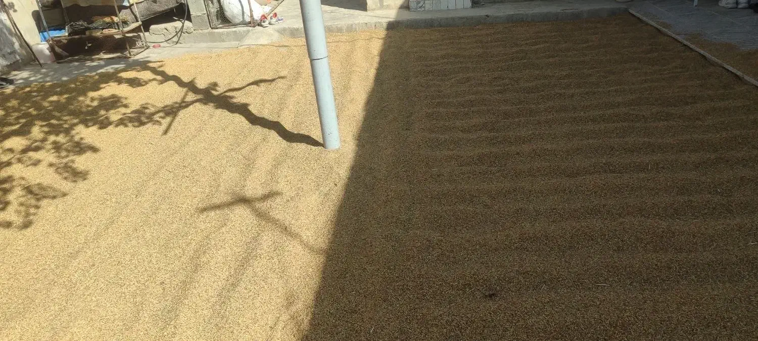 برنج چمپا میداوود|خوردنی و آشامیدنی|میانکوه, |دیوار