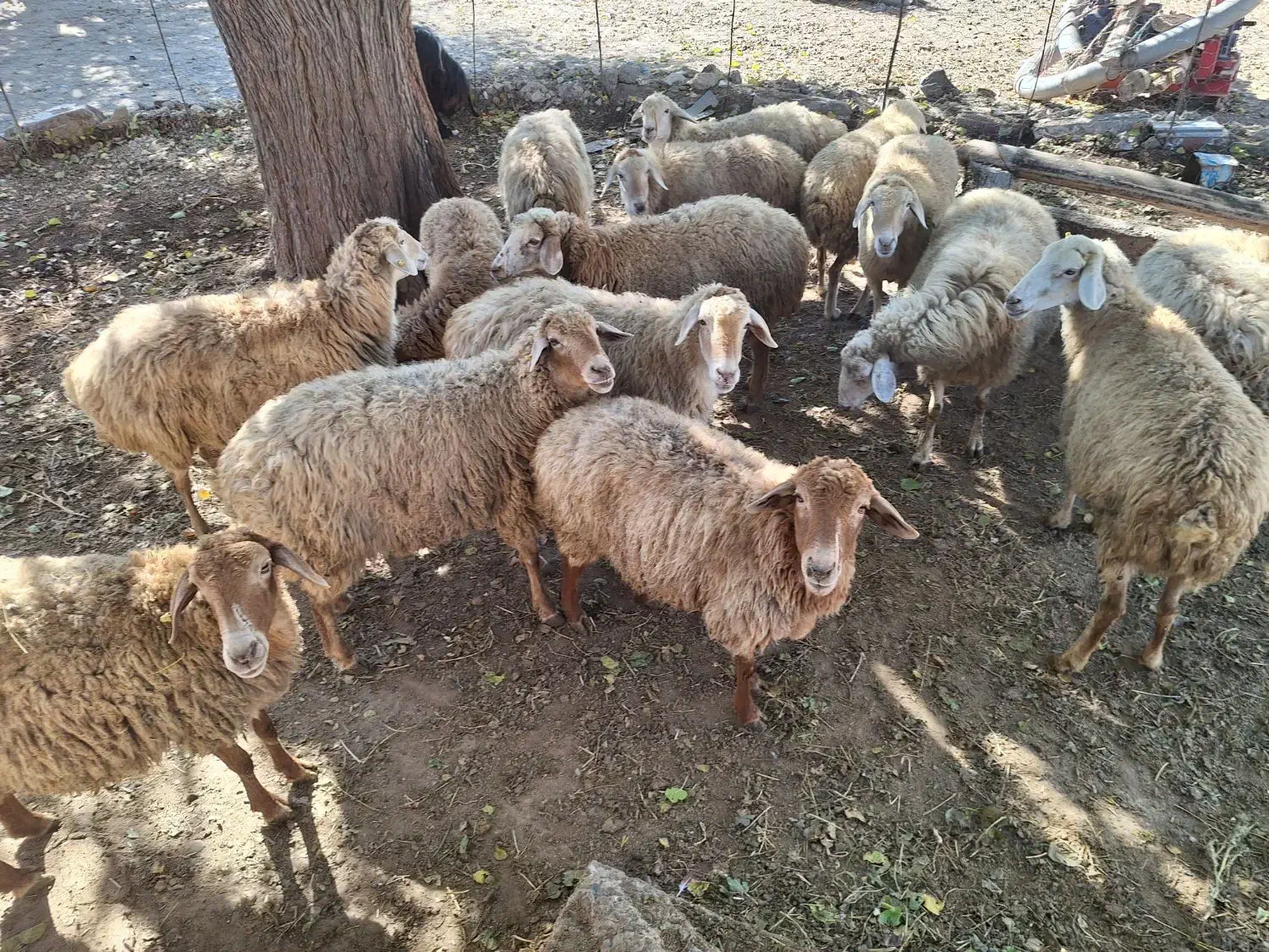 گوسفندان|حیوانات مزرعه|اسلام آباد, |دیوار