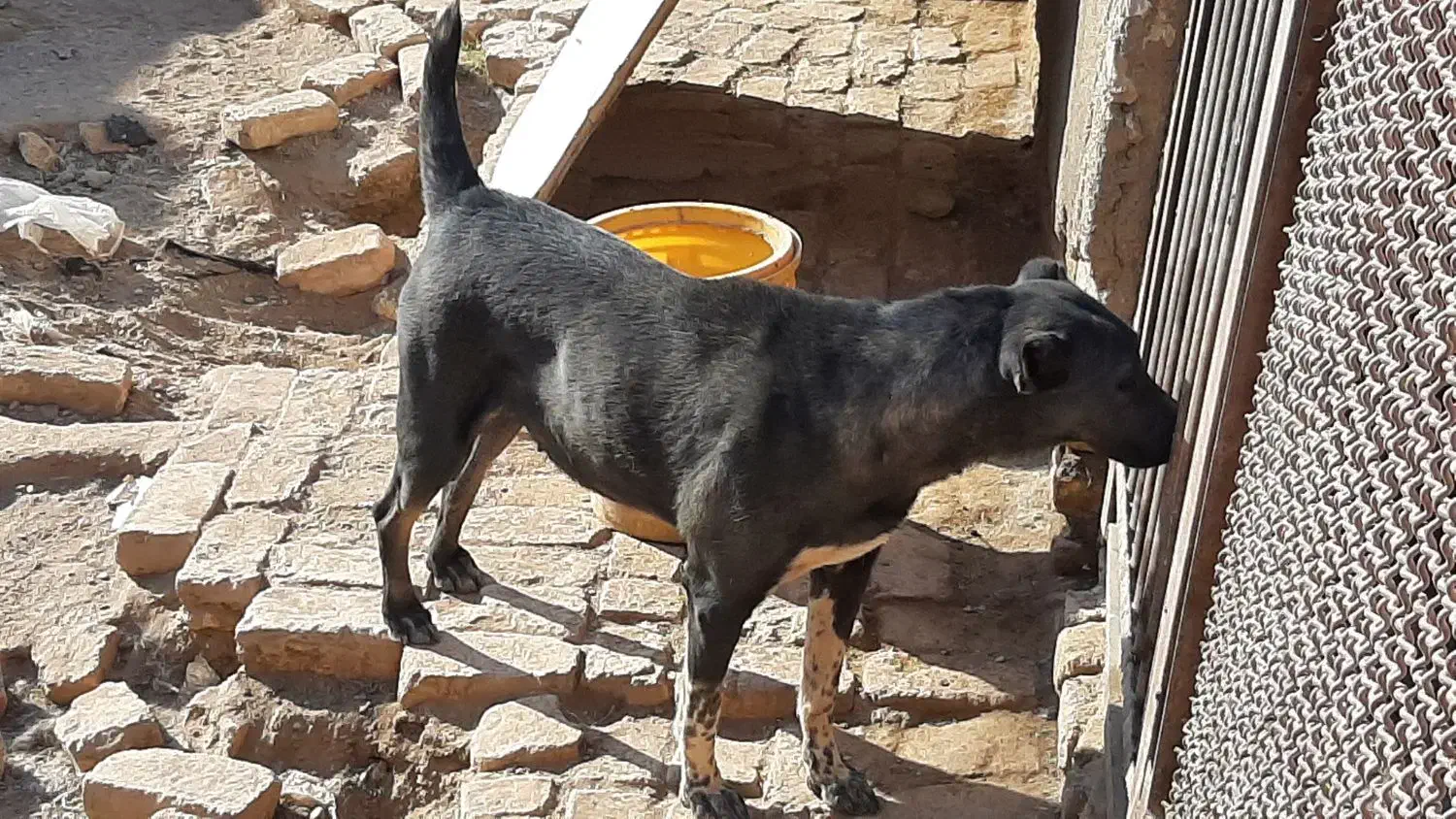 2عدد سگ نرو ماده 6ماه برای نگهبانی و گله|سگ|قم, شاه ابراهیم|دیوار