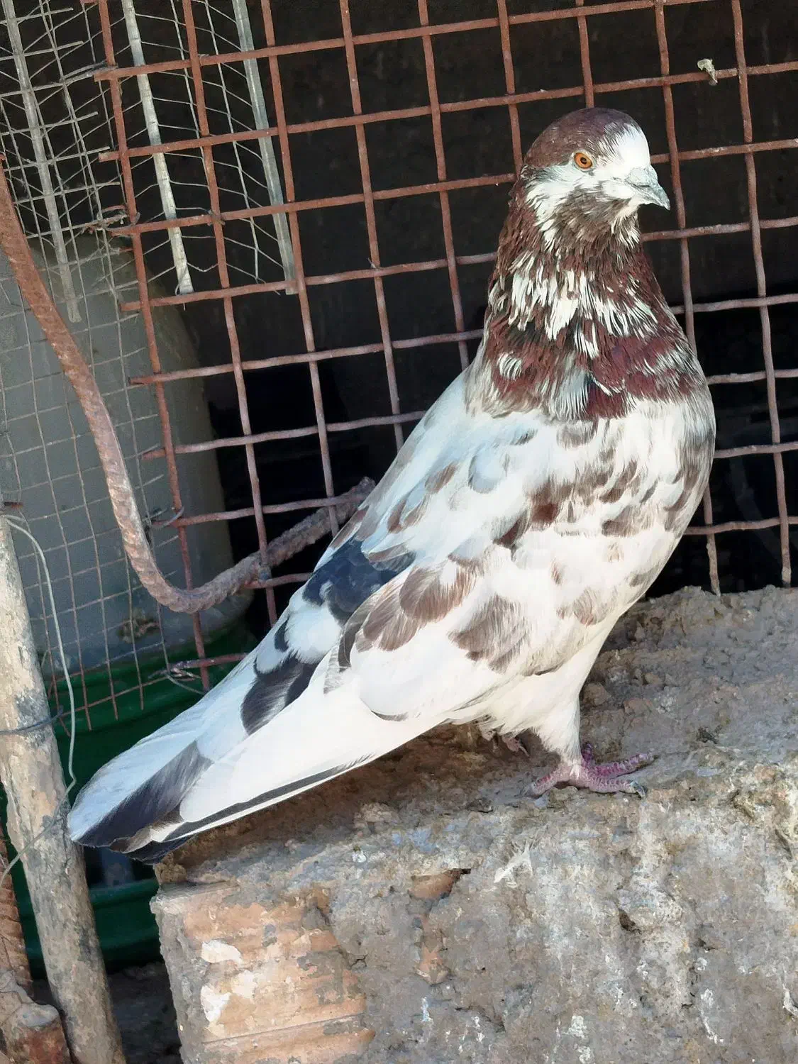 کبوتر پرشی|پرنده|سیرجان, |دیوار