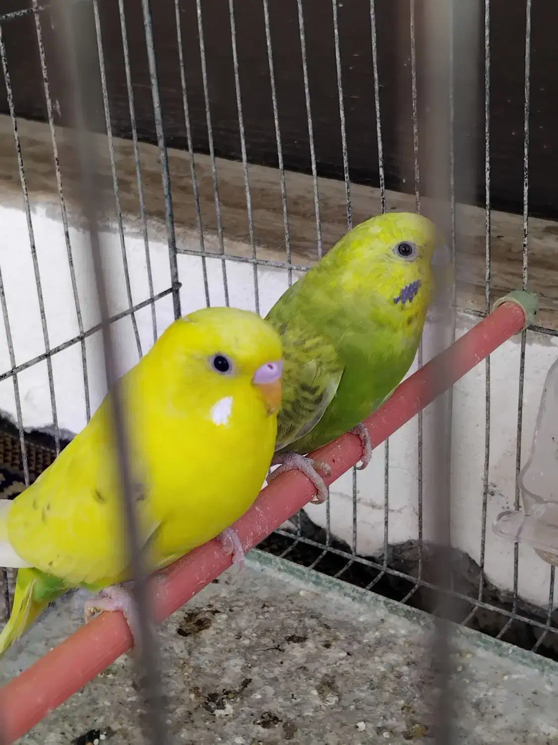 ۴تا مرغ عشق خوش رنگ|پرنده|رشت, کوی حسینی|دیوار