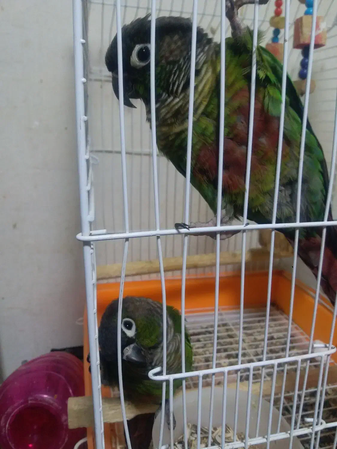 طوطی گرینچک|پرنده|میاندوآب, |دیوار