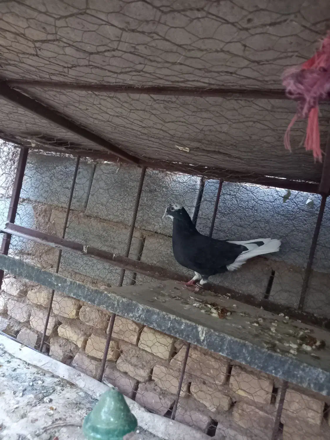 جفت پلنگ با یکی جوجه|پرنده|بافق, |دیوار